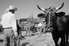 Mercado ganadero, Cuilapan, Oaxaca